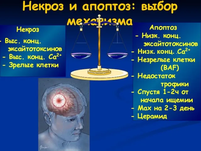 Некроз и апоптоз: выбор механизма Апоптоз - Низк. конц. эксайтотоксинов Низк. конц.