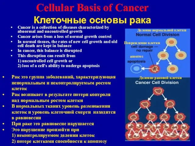 Cellular Basis of Cancer Клеточные основы рака Cancer is a collection of