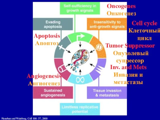 Hanahan and Weinberg, Cell 100: 57, 2000 ApoptosisАпоптоз Oncogenes Онкогенез Tumor Suppressor