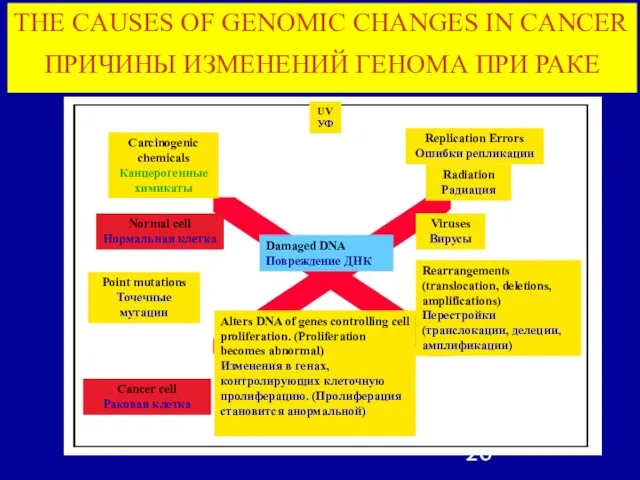 Carcinogenic chemicals Канцерогенные химикаты UV УФ Replication Errors Ошибки репликации Radiation Радиация