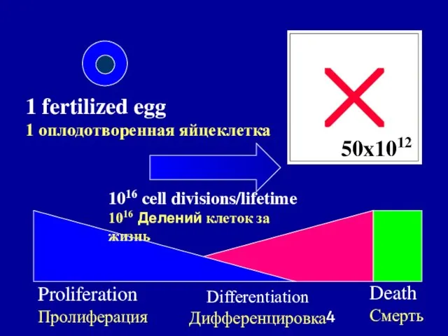 1 fertilized egg 1 оплодотворенная яйцеклетка 50x1012 Proliferation Пролиферация Differentiation Дифференцировка Death