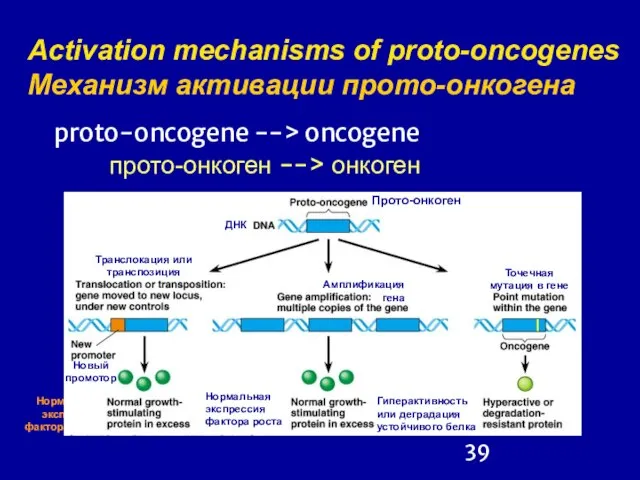 Activation mechanisms of proto-oncogenes Механизм активации прото-онкогена proto-oncogene --> oncogene прото-онкоген -->