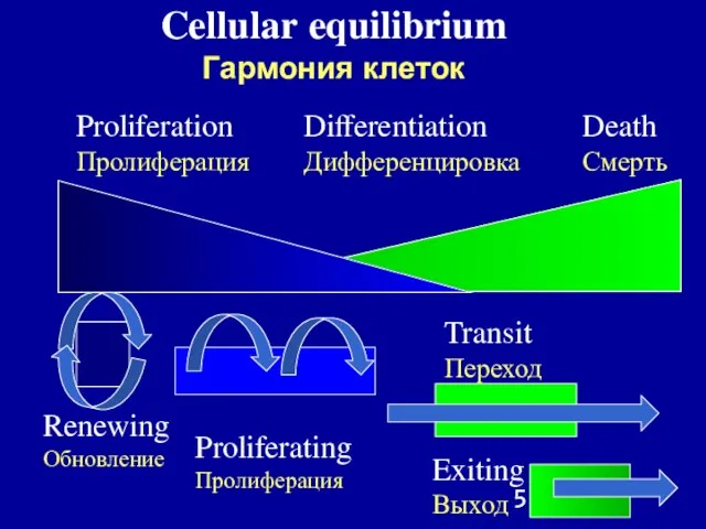 Proliferation Пролиферация Differentiation Дифференцировка Death Смерть Transit Переход Proliferating Пролиферация Exiting Выход