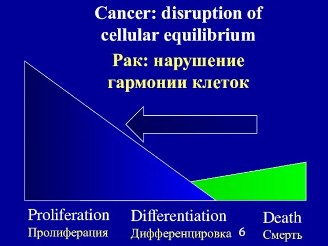 Proliferation Пролиферация Differentiation Дифференцировка Death Смерть Cancer: disruption of cellular equilibrium Рак: нарушение гармонии клеток