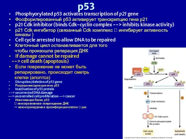 p53 Phosphyorylated p53 activates transcription of p21 gene Фосфорилированный р53 активирует транскрипцию