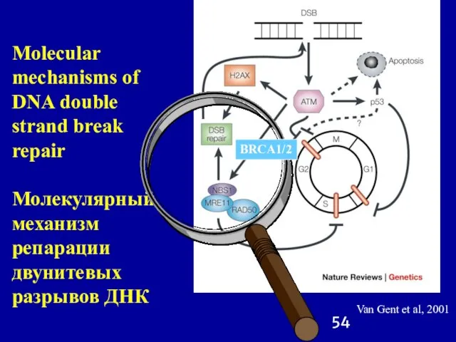 Van Gent et al, 2001 Molecular mechanisms of DNA double strand break