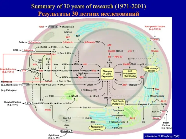 Hanahan & Weinberg 2000 Summary of 30 years of research (1971-2001) Результаты 30 летних исследований