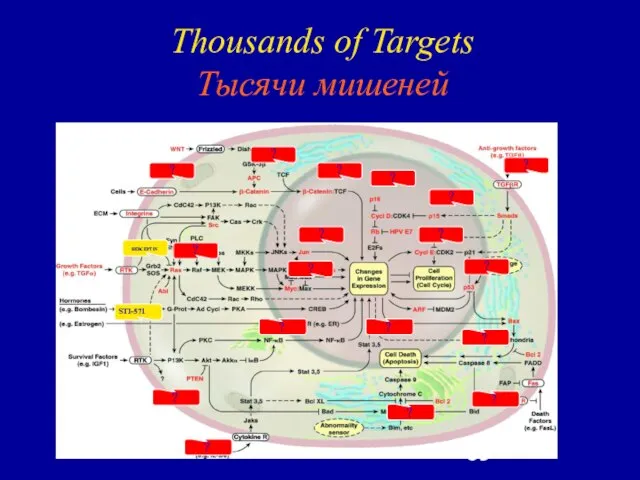 Thousands of Targets Тысячи мишеней HERCEPTIN STI-571