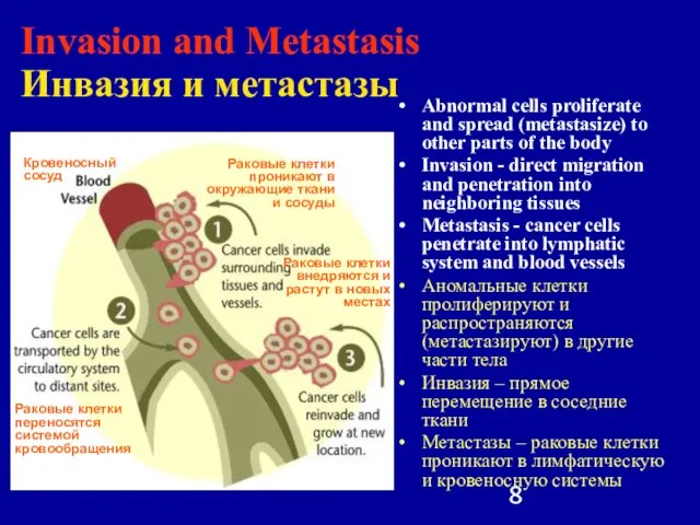 Invasion and Metastasis Инвазия и метастазы Abnormal cells proliferate and spread (metastasize)
