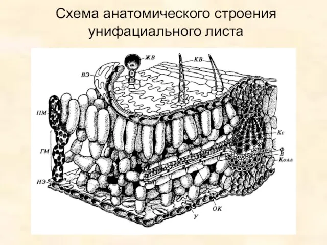 Схема анатомического строения унифациального листа