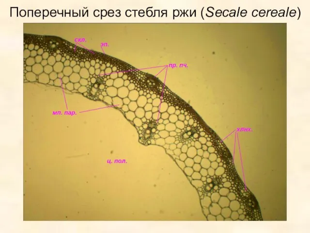 Поперечный срез стебля ржи (Secale cereale)