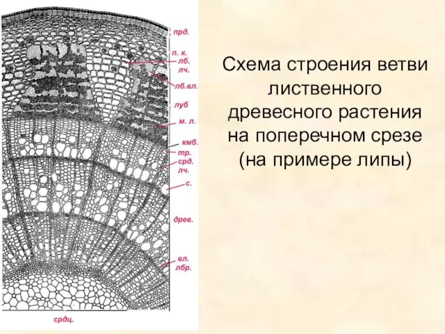 Схема строения ветви лиственного древесного растения на поперечном срезе (на примере липы)