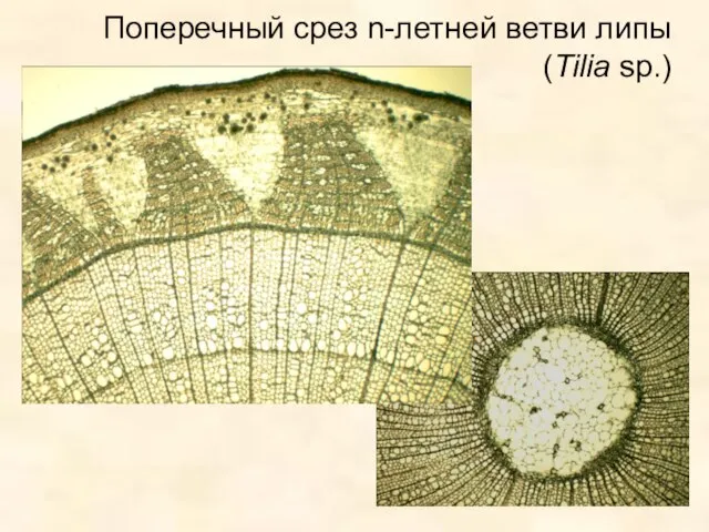 Поперечный срез n-летней ветви липы (Tilia sp.)