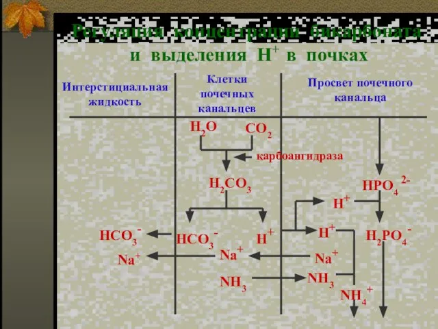 Регуляция концентрации бикарбоната и выделения H+ в почках Интерстициальная жидкость Клетки почечных