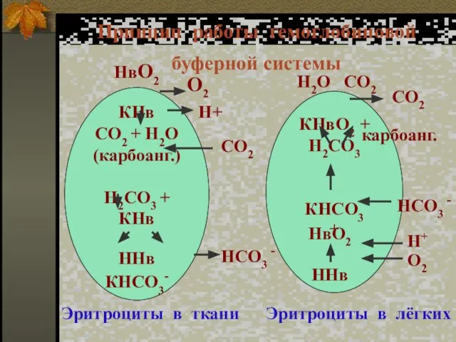 Принцип работы гемоглобиновой буферной системы НвО2 КНв СО2 + Н2О (карбоанг.) Н2СО3