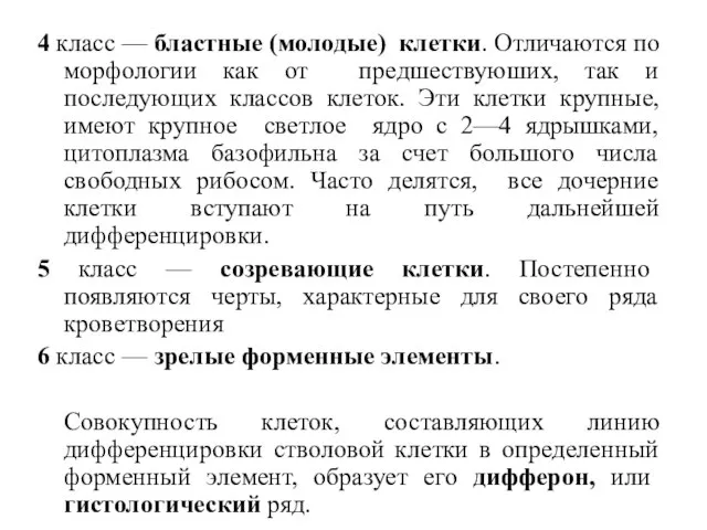 4 класс — бластные (молодые) клетки. Отличаются по морфологии как от предшествуюших,