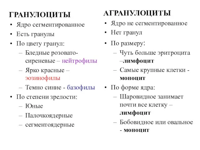 ГРАНУЛОЦИТЫ Ядро сегментированное Есть гранулы По цвету гранул: Бледные розовато-сиреневые – нейтрофилы