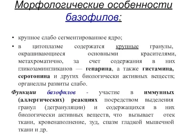 Морфологические особенности базофилов: крупное слабо сегментированное ядро; в цитоплазме содержатся крупные гранулы,