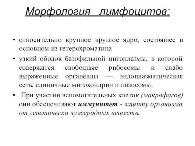 Морфология лимфоцитов: относительно крупное круглое ядро, состоящее в основном из гетерохроматина узкий