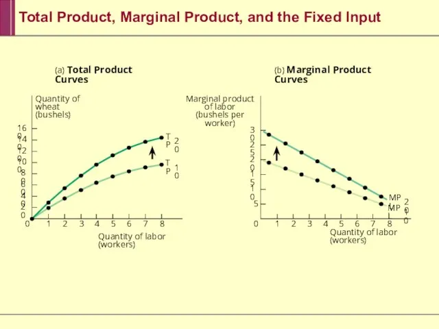 (a) Total Product Curves (b) Marginal Product Curves Marginal product of labor