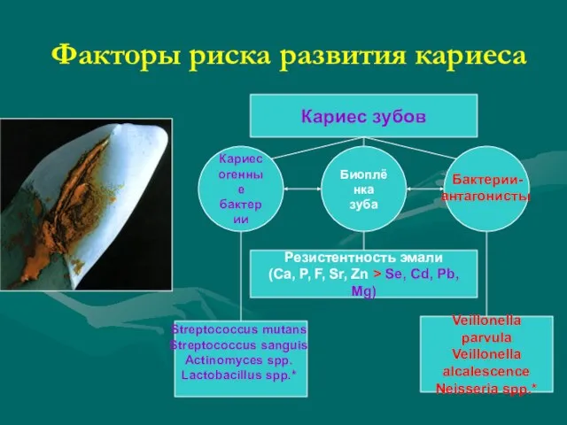 Факторы риска развития кариеса Кариес зубов Кариесогенные бактерии Биоплёнка зуба Резистентность эмали