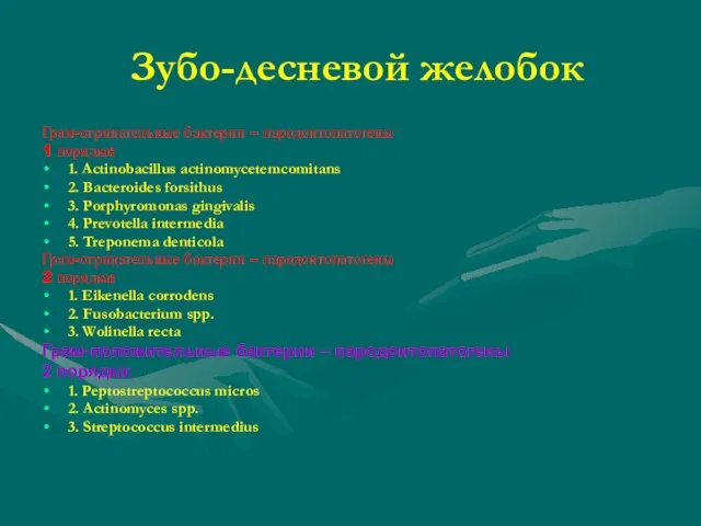 Зубо-десневой желобок Грам-отрицательные бактерии – пародонтопатогены 1 порядка: 1. Actinobacillus actinomycetemcomitans 2.