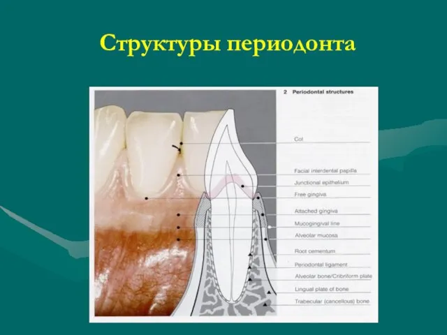 Структуры периодонта