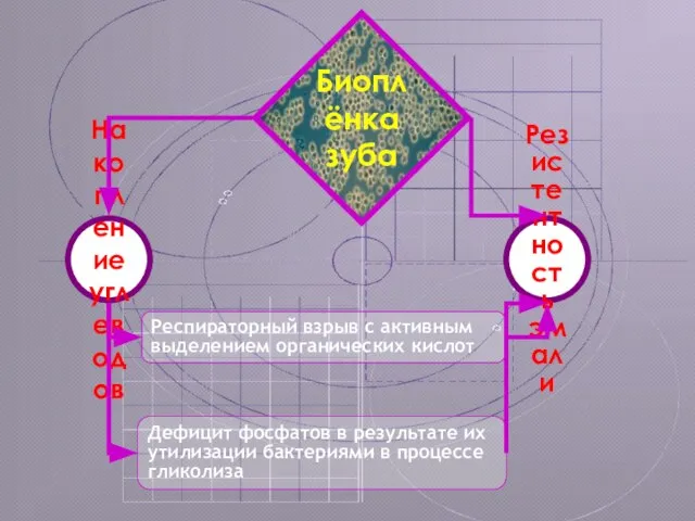 Биоплёнка зуба Накопление углеводов Респираторный взрыв с активным выделением органических кислот Дефицит