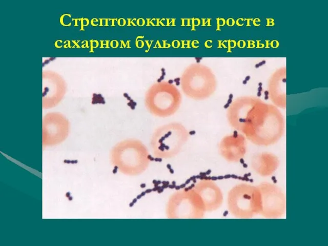 Стрептококки при росте в сахарном бульоне с кровью