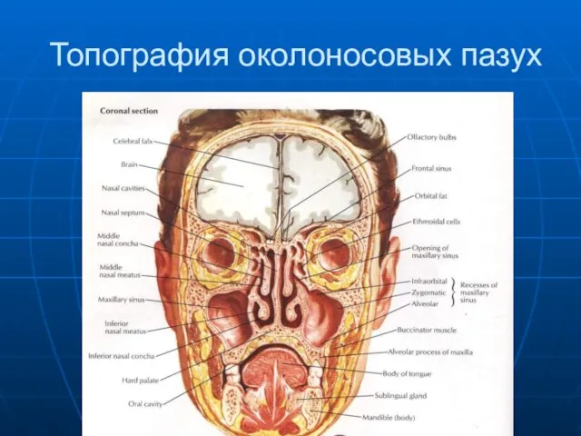 Топография околоносовых пазух