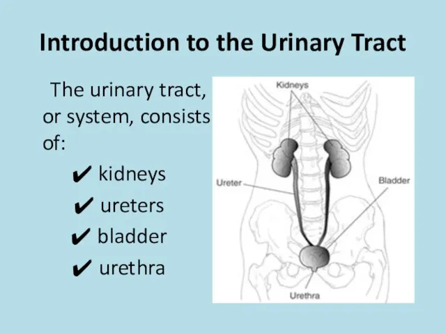 Introduction to the Urinary Tract The urinary tract, or system, consists of: kidneys ureters bladder urethra