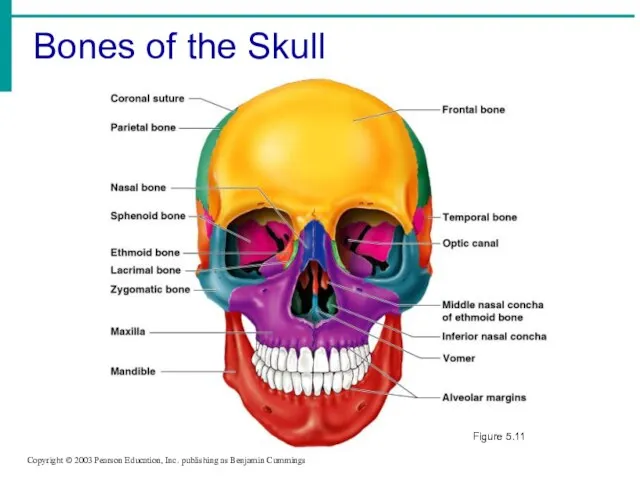 Bones of the Skull Copyright © 2003 Pearson Education, Inc. publishing as Benjamin Cummings Figure 5.11