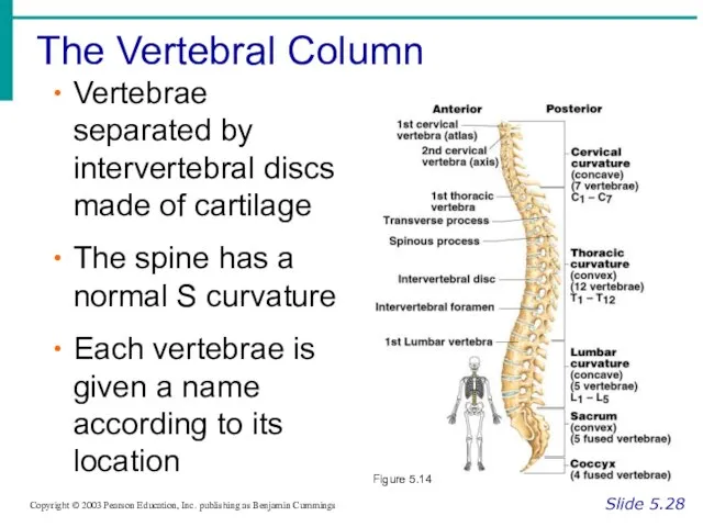 The Vertebral Column Slide 5.28 Copyright © 2003 Pearson Education, Inc. publishing