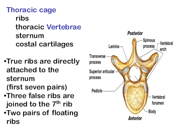 Thoracic cage ribs thoracic Vertebrae sternum costal cartilages True ribs are directly