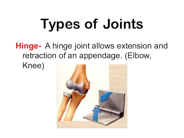 Types of Joints Hinge- A hinge joint allows extension and retraction of an appendage. (Elbow, Knee)