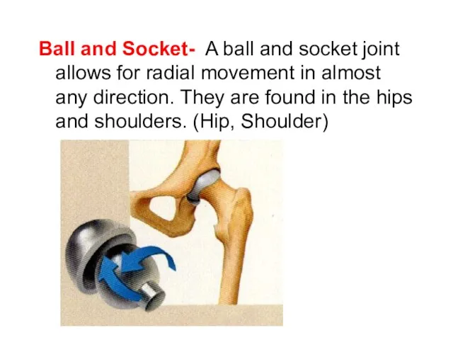 Ball and Socket- A ball and socket joint allows for radial movement