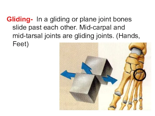 Gliding- In a gliding or plane joint bones slide past each other.