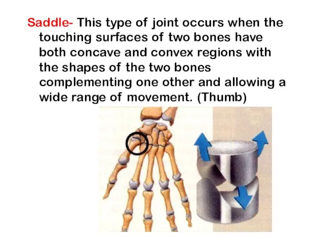 Saddle- This type of joint occurs when the touching surfaces of two