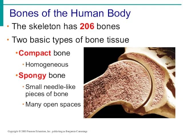 The skeleton has 206 bones Two basic types of bone tissue Compact