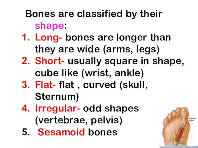 Bones are classified by their shape: Long- bones are longer than they