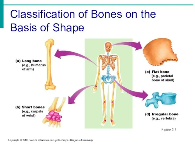 Classification of Bones on the Basis of Shape Copyright © 2003 Pearson