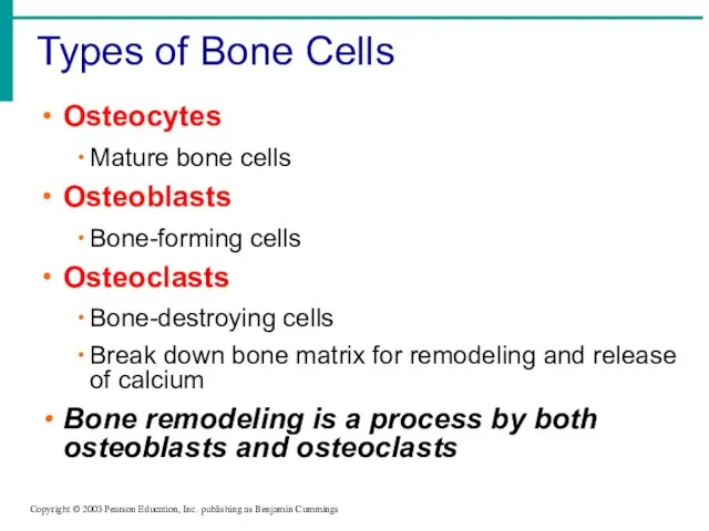 Types of Bone Cells Copyright © 2003 Pearson Education, Inc. publishing as