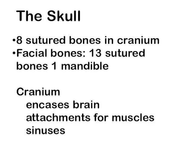 The Skull 8 sutured bones in cranium Facial bones: 13 sutured bones