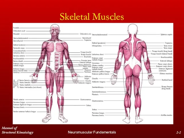 Manual of Structural Kinesiology Neuromuscular Fundamentals 2- Skeletal Muscles