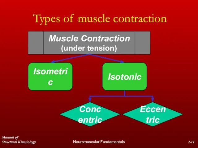 Manual of Structural Kinesiology Neuromuscular Fundamentals 2- Types of muscle contraction Muscle Contraction (under tension)