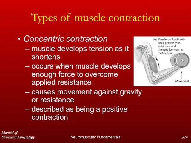 Manual of Structural Kinesiology Neuromuscular Fundamentals 2- Types of muscle contraction Concentric