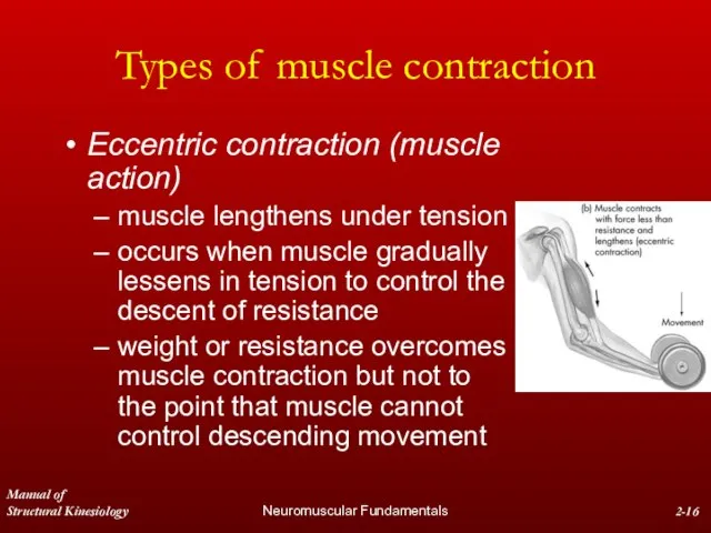Manual of Structural Kinesiology Neuromuscular Fundamentals 2- Types of muscle contraction Eccentric