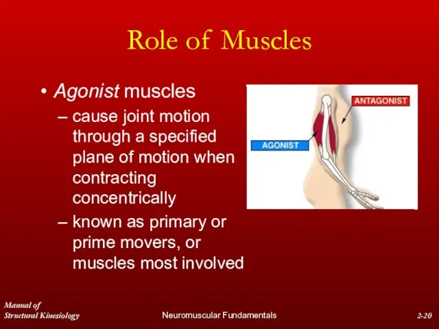Manual of Structural Kinesiology Neuromuscular Fundamentals 2- Role of Muscles Agonist muscles