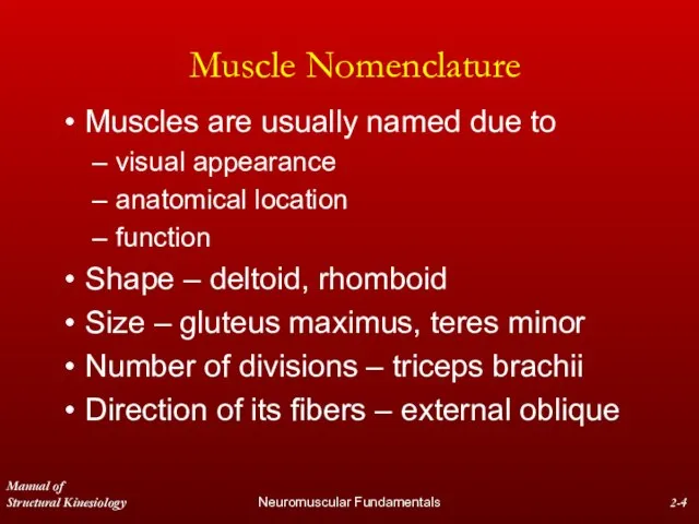 Manual of Structural Kinesiology Neuromuscular Fundamentals 2- Muscle Nomenclature Muscles are usually