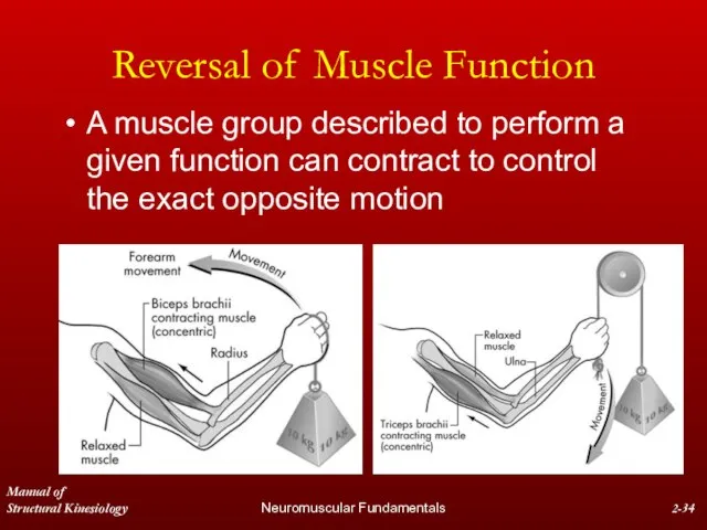 Manual of Structural Kinesiology Neuromuscular Fundamentals 2- Reversal of Muscle Function A